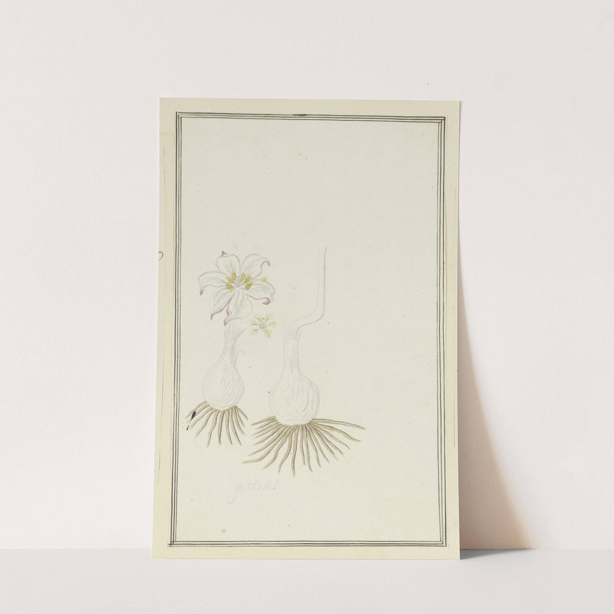 Gethyllis sp. (Kukumakranka) by Robert Jacob Gordon