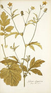 Geum aleppicum