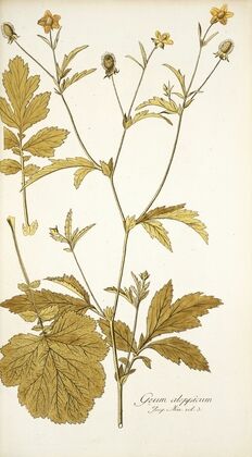 Geum aleppicum