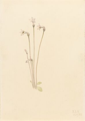 Ghostpipe (Thalesia uniflora) (1920)