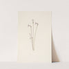 Ghostpipe. Thalesia uniflora (1925) by Mary Vaux Walcott