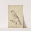 Giant Antshrike by James de Carle Sowerby