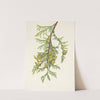 Giant Arborvitae. Thuja plicata (1925) by Mary Vaux Walcott