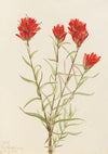 Giant Red Paintbrush (Castilleja miniata) (1921)