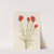 Giant Red Paintbrush (Castilleja miniata) (1921) by Mary Vaux Walcott