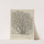 Giant Sycamore (1915-1925) by Ernest Haskell