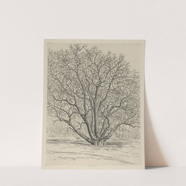 Giant Sycamore (1915-1925) by Ernest Haskell