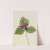 Giant Trillium (Trillium chloropetalum) (1921) by Mary Vaux Walcott