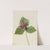 Giant Trillium (Trillium chloropetalum) (1921) by Mary Vaux Walcott