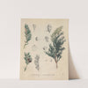 Giftpflanzen-Buch Pl.02 (1845) by Friedrich Berge
