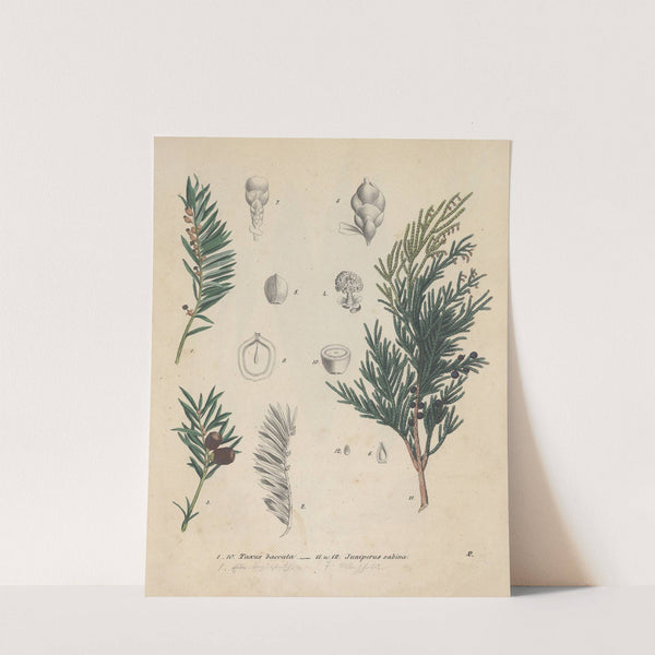 Giftpflanzen-Buch Pl.02 (1845) by Friedrich Berge