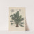 Giftpflanzen-Buch Pl.13 by Friedrich Berge