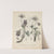 Giftpflanzen-Buch Pl.17 (1845) by Friedrich Berge