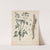 Giftpflanzen-Buch Pl.20 (1845) by Friedrich Berge