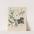 Giftpflanzen-Buch Pl.24 (1845) by Friedrich Berge