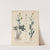 Giftpflanzen-Buch Pl.25 (1845) by Friedrich Berge