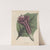 Giftpflanzen-Buch Pl.32 by Friedrich Berge