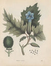 Giftpflanzen-Buch Pl.33