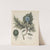 Giftpflanzen-Buch Pl.33 by Friedrich Berge