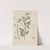 Giftpflanzen-Buch Pl.39 by Friedrich Berge