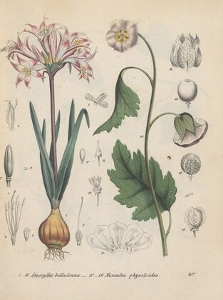 Giftpflanzen-Buch Pl.40