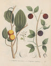 Giftpflanzen-Buch Pl.45
