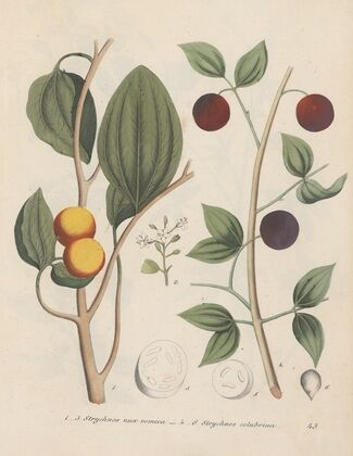 Giftpflanzen-Buch Pl.45