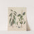 Giftpflanzen-Buch Pl.50 (1845) by Friedrich Berge