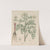 Giftpflanzen-Buch Pl.57 (1845) by Friedrich Berge