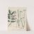 Giftpflanzen-Buch Pl.62 (1845) by Friedrich Berge