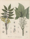 Giftpflanzen-Buch Pl.63