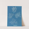 Gigartina acicularis, a. in fine fruit by Anna Atkins