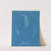 Gigartina compressa by Anna Atkins