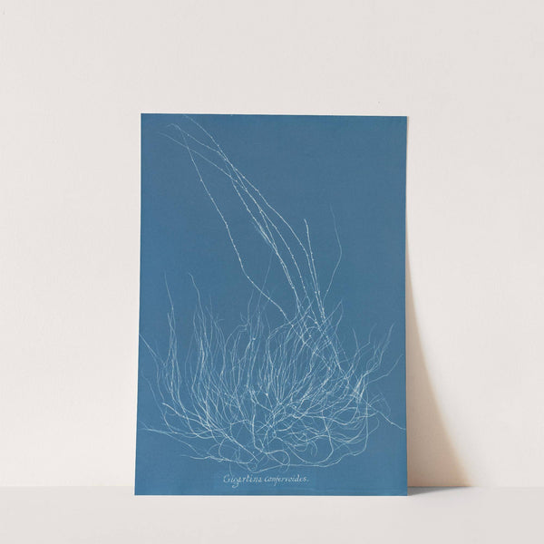 Gigartina confervoides by Anna Atkins