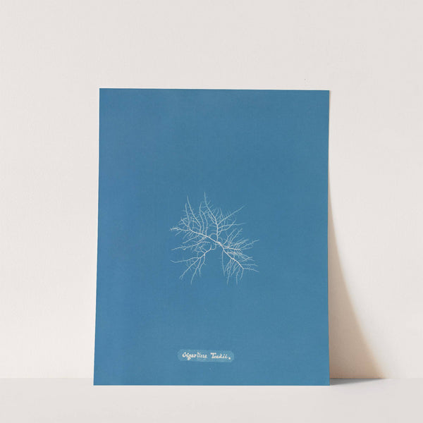 Gigartina Teedii (1843-1853) by Anna Atkins