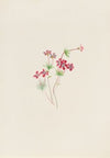 Moss Pink (Phlox subulate) (1919)