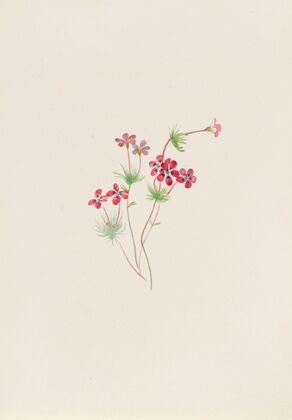 Moss Pink (Phlox subulate) (1919)