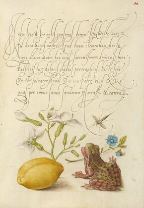 Gillyflower, Insect, Germander, Almond, and Frog (1561–1596)