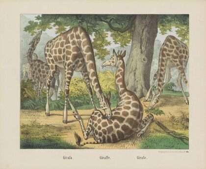 Giraffe (1829-1880)
