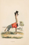 Giraffe (John E. Owens as Jakey) (1851)
