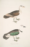 Girra Teal, Anas girra. Male and Female.