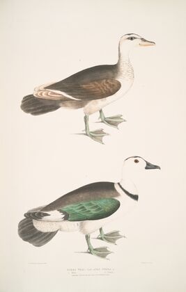 Girra Teal, Anas girra. Male and Female.