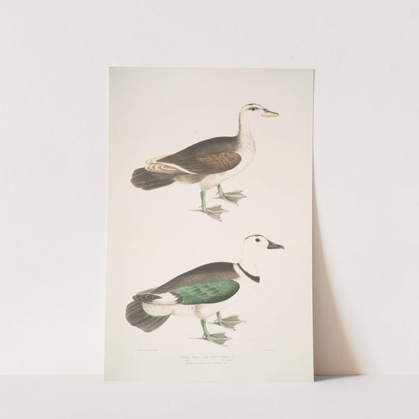 Girra Teal, Anas girra. Male and Female. (1830-1834) by John Edward Gray