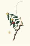 Giuggiola a frutto oblongo. [Ziziphus vulgaris ; Jujube]