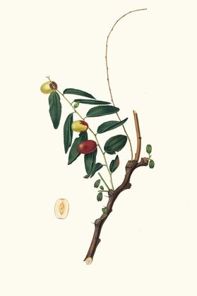Giuggiola a frutto oblongo. [Ziziphus vulgaris ; Jujube]