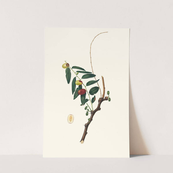 Giuggiola a frutto oblongo. [Ziziphus vulgaris ; Jujube] by Giorgio Gallesio