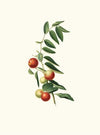 Giuggiola a frutto rotondo. [Zizphus vulgaris ; Chinese jujube]
