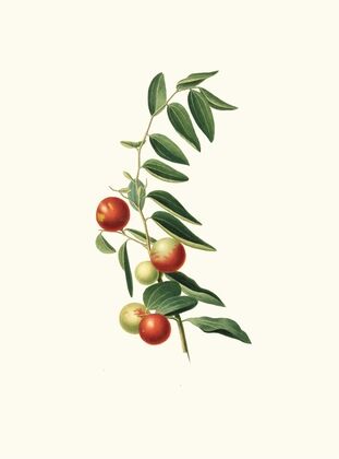 Giuggiola a frutto rotondo. [Zizphus vulgaris ; Chinese jujube]