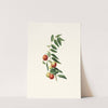 Giuggiola a frutto rotondo. [Zizphus vulgaris ; Chinese jujube] by Giorgio Gallesio