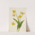Glacierlily (Erythronium grandiflorum) (1899) by Mary Vaux Walcott